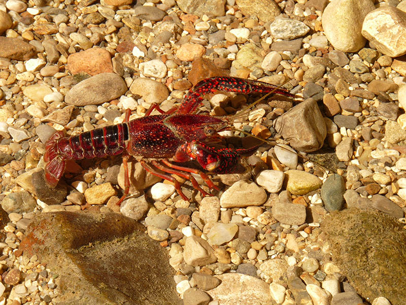 Procambarus clarkii